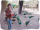 Jinjing and Peacocks.jpg